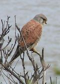 250px-Common_Kestrel_1[1]